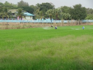 Reise durch die Reisfelder